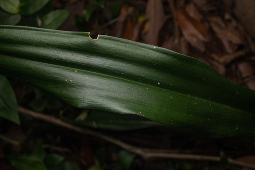 Rohdea japonica