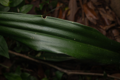 Rohdea japonica