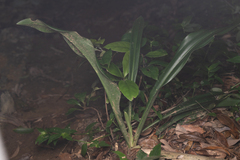 Rohdea japonica, photograph (c) Saryu Mae 前 朝琉, some rights reserved (CC BY)