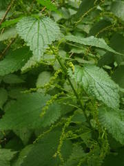 Urtica morifolia image