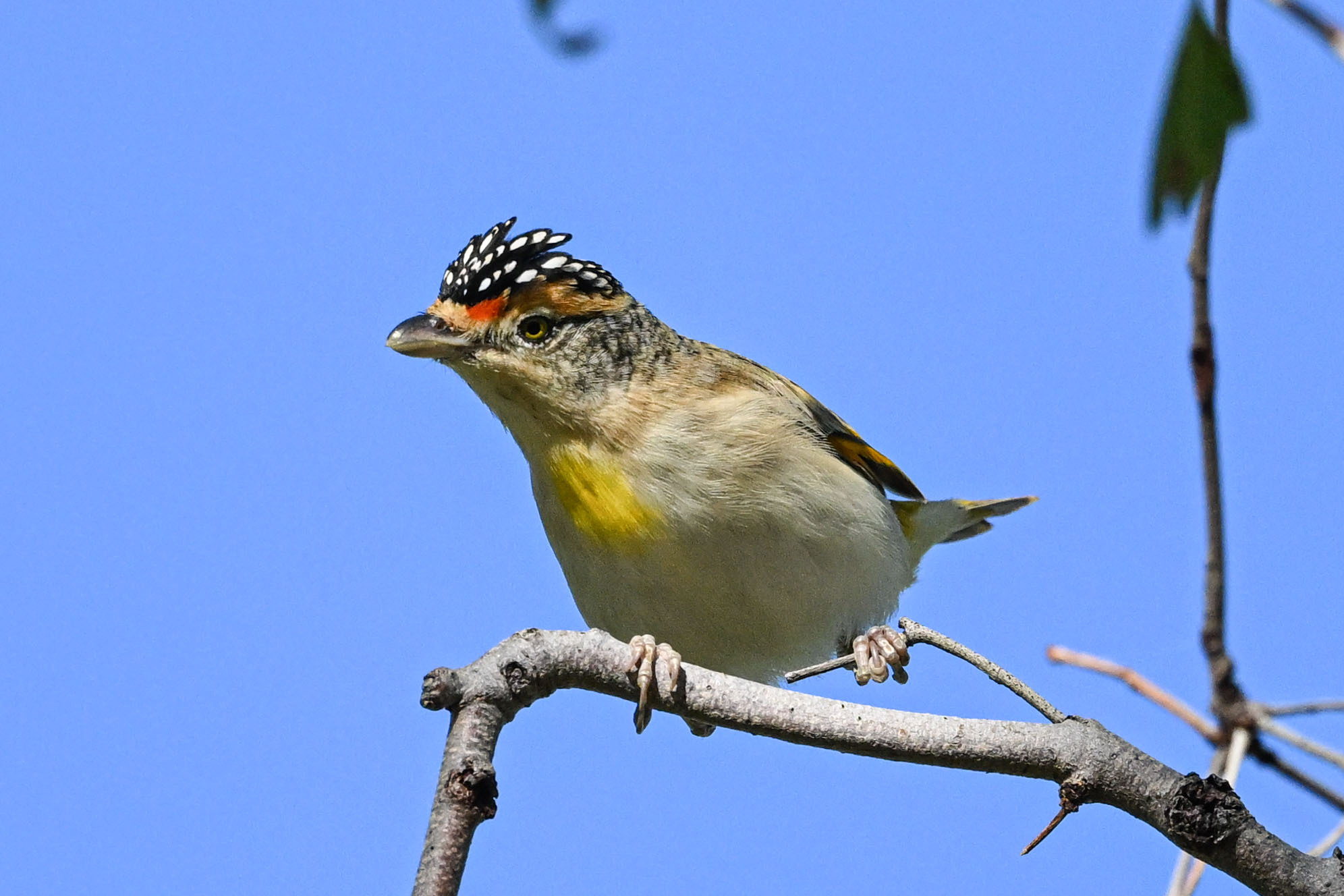 Red-browed Pardalote (Pardalotus rubricatus), photo 1