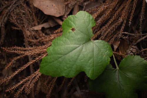 Rubus buergeri, photograph 4