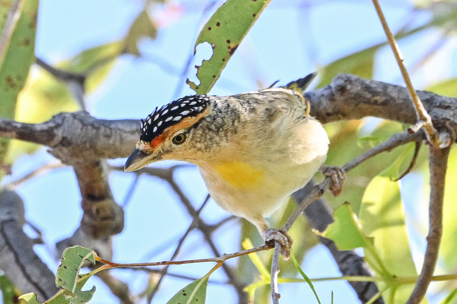 Red-browed Pardalote (Pardalotus rubricatus), photo 2
