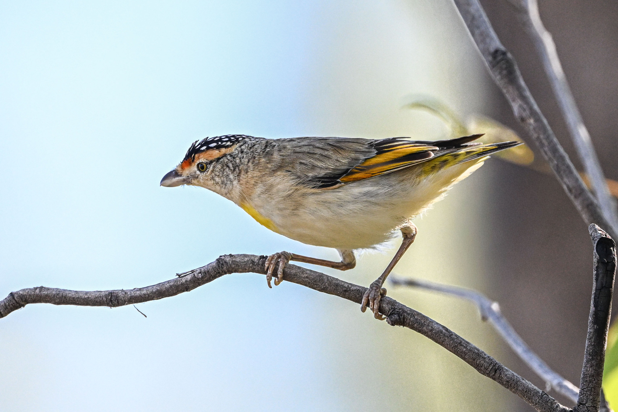 Red-browed Pardalote (Pardalotus rubricatus), photo 9