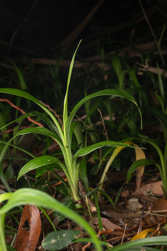 Reineckea carnea
