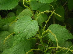 Urtica morifolia image