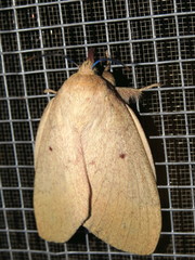 Entometa apicalis