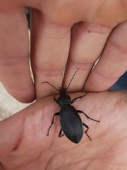 Carabus purpurascens