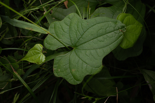 Dioscorea tokoro, photograph 3