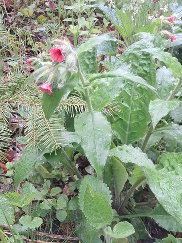 Pulmonaria rubra, photograph 2