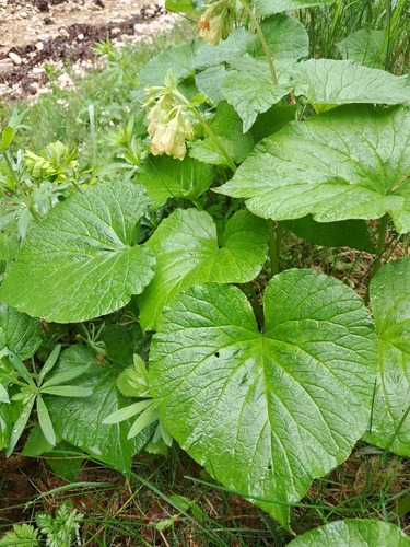 Symphytum cordatum, photograph 2