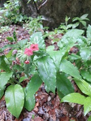 Pulmonaria rubra