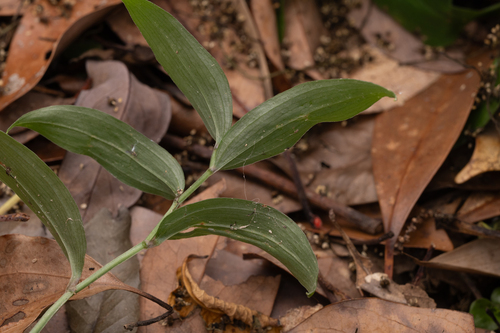 Disporum sessile, photograph 2