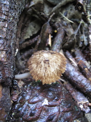 Pseudohydropus parafunebris