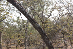 Aspidosperma triternatum