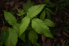 Rubus hirsutus, photograph (c) Saryu Mae 前 朝琉, some rights reserved (CC BY)