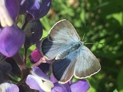 Glaucopsyche lygdamus australis
