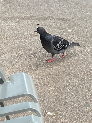 Rock Pigeon