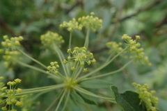 Heteromorpha involucrata