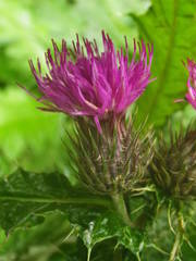 Carduus clavulatus image