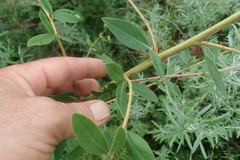 Heteromorpha involucrata