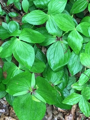 Trillium viridescens