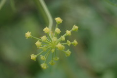 Heteromorpha involucrata