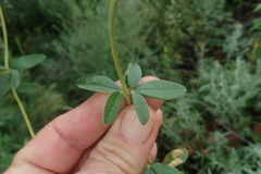 Heteromorpha involucrata