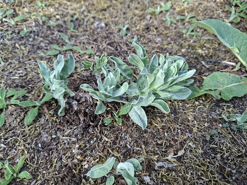Dwarf Everlasting
