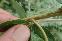 Heteromorpha involucrata