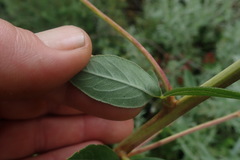 Heteromorpha involucrata