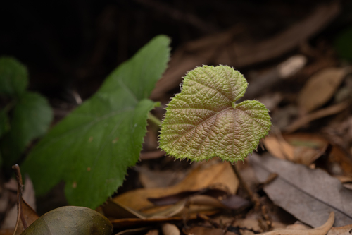 Rubus buergeri, photograph 3