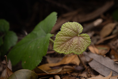 Rubus buergeri, photograph (c) Saryu Mae 前 朝琉, some rights reserved (CC BY)