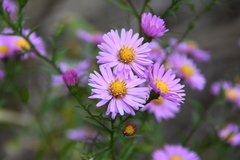 Symphyotrichum × versicolor