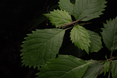 Hydrangea hirta, photograph (c) Saryu Mae 前 朝琉, some rights reserved (CC BY)