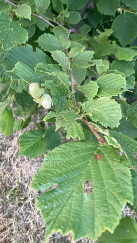 common hazel