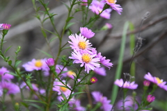 Symphyotrichum × versicolor