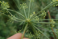 Heteromorpha involucrata