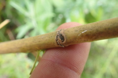 Heteromorpha involucrata