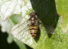 Episyrphus balteatus