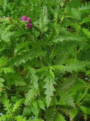 Carduus clavulatus image