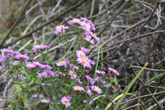 Symphyotrichum × versicolor