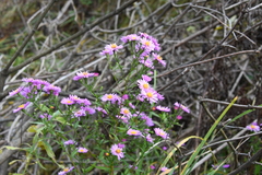 Symphyotrichum × versicolor