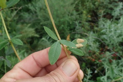 Heteromorpha involucrata