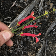 Gambelia juncea
