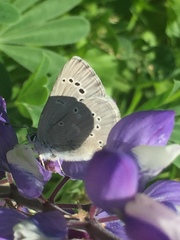 Glaucopsyche lygdamus australis