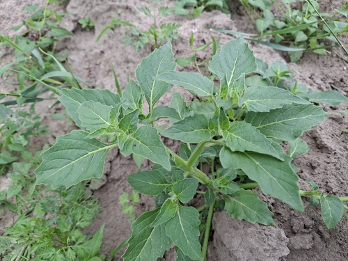 Green Nightshade