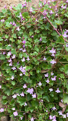 Cymbalaria muralis