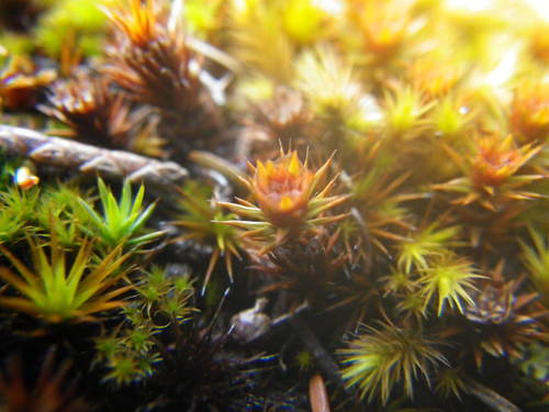 Polytrichum image