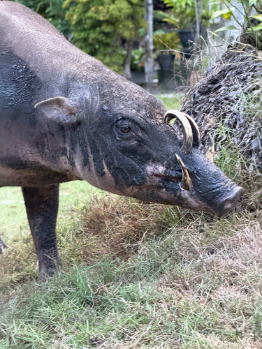 Babyrousa togeanensis